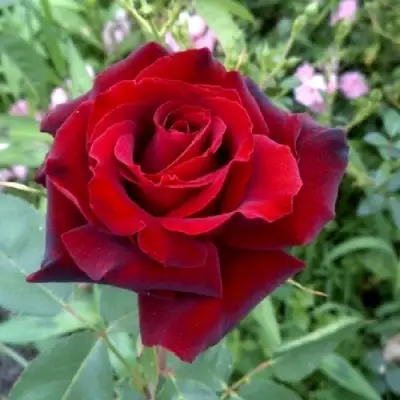 Роза ТАБУ чайно-гибридная в Могилёве