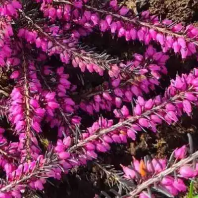 ЭРИКА "АЛЬПИЙСКИЙ ВЕРЕСК" (зимующая) сорт АТРОРУБРА в Могилёве