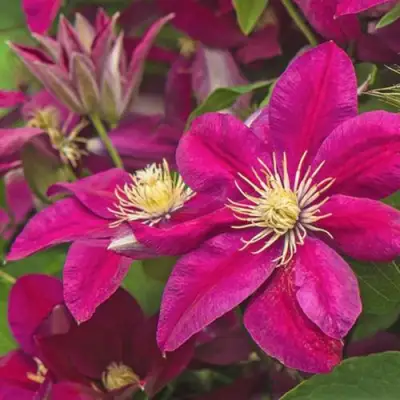 Клематис ЭРНЕСТ МАРКХАМ в Могилёве