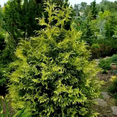 Туя ЗЕБРИНА ЭКСТРА ГОЛД складчатая в Могилёве