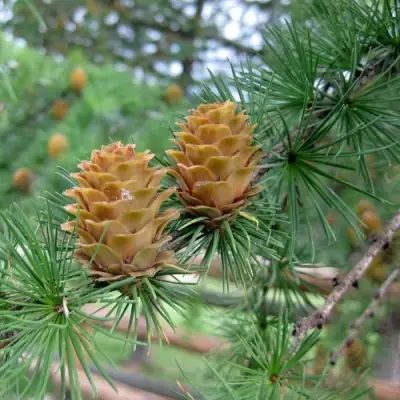 Лиственница КЕМПФЕРА в Могилёве