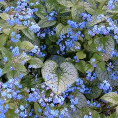 Бруннера ДЖЭК ФРОСТ в Могилёве