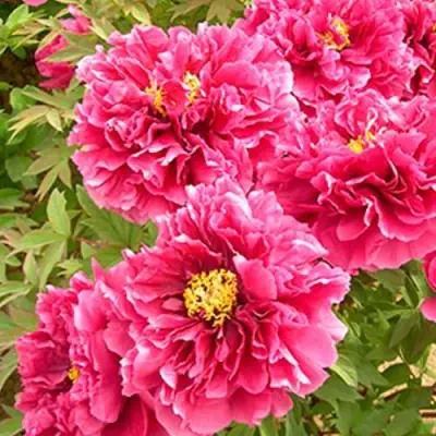 Пион ВОСХОД СОЛНЦА древовидный в Могилёве