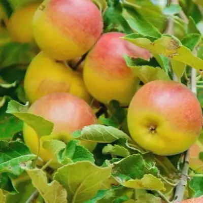 Яблоня ПАМЯТЬ БЛЫНСКОГО колонновидная в Могилёве