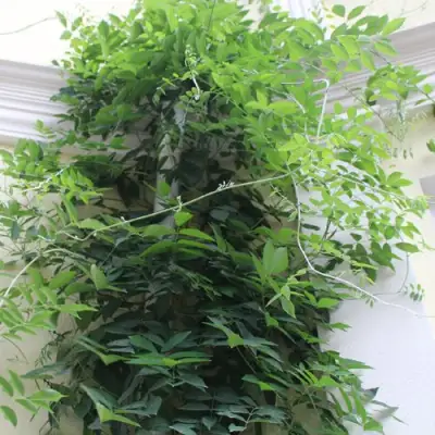 Глициния макростахия БЛЮ МУН в Могилёве