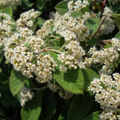 Кизильник пузырчатый в Могилёве