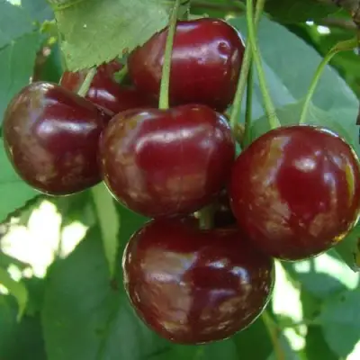 Дюк КОРМИЛИЦА в Могилёве