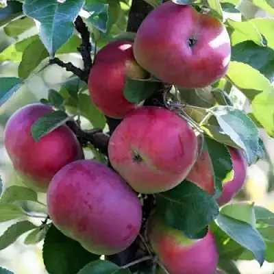 Яблоня ЕСЕНИЯ колонновидная в Могилёве