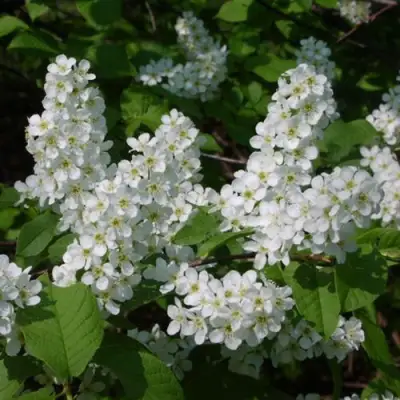 Черемуха ПАМЯТИ САЛАМАТОВА в Могилёве