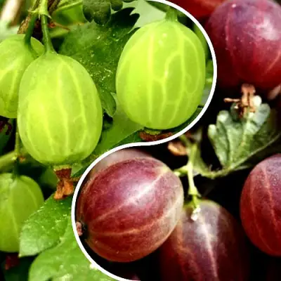 Комплект СКАЗКА в Могилёве