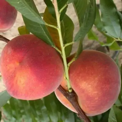 Персик ЮБИЛЕЙ СТОЛИЦЫ колонновидный в Могилёве