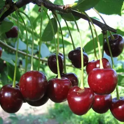 Вишня БЫСТРИНКА в Могилёве