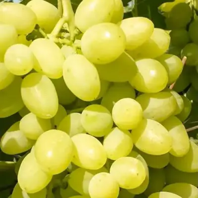 Виноград ДОЛГОЖДАННЫЙ в Могилёве