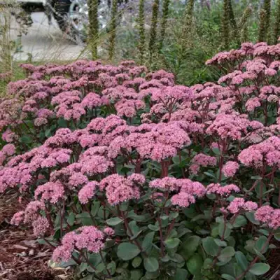 Очиток (седум) МАТРОНА в Могилёве