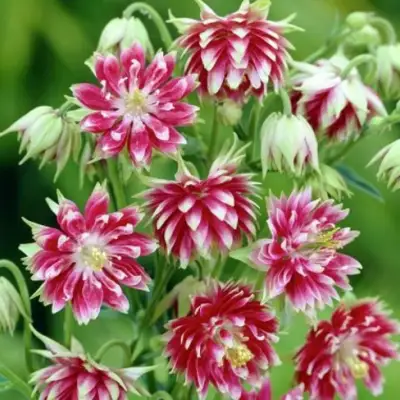 Аквилегия БАРЛОУ НОРА гибрид МакКаны в Могилёве