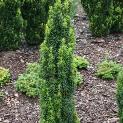 Тис ВОЙТЕК средний  в Могилёве