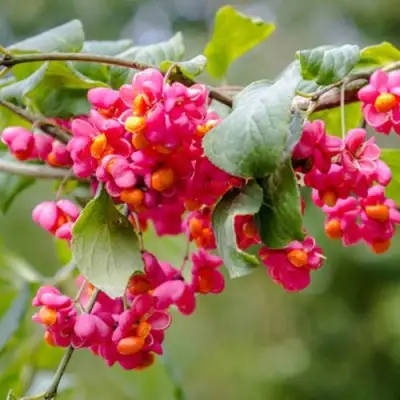 Бересклет ЕВРОПЕЙСКИЙ в Могилёве