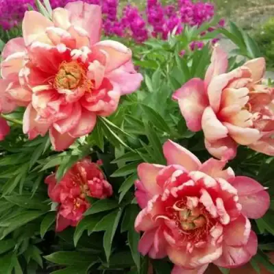 Пион ДЖУЛИЯ РОУЗ ито-гибрид в Могилёве