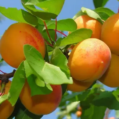 Абрикос КИЕВСКИЙ РАННИЙ в Могилёве