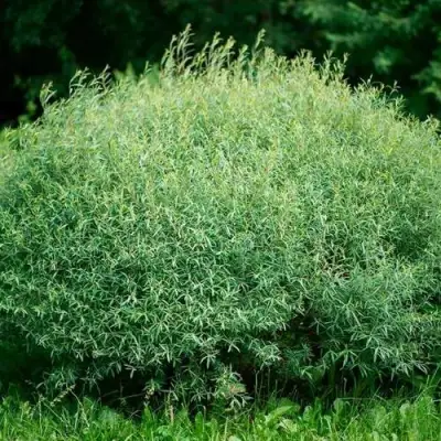 Ива НАНА пурпурная в Могилёве