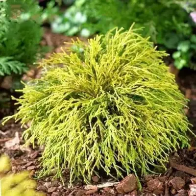 Кипарисовик ВАВЕЛ горохоплодный в Могилёве