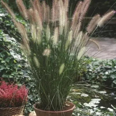 Пеннисетум ХАМЕЛН в Могилёве