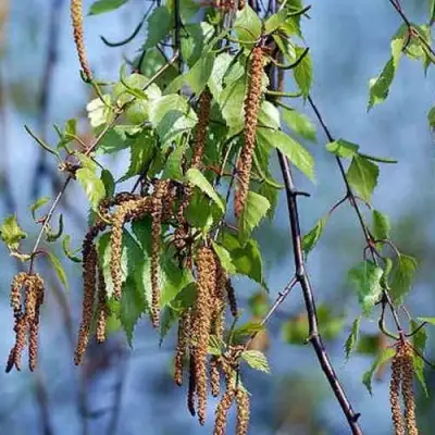 Береза ПОВИСЛАЯ в Могилёве