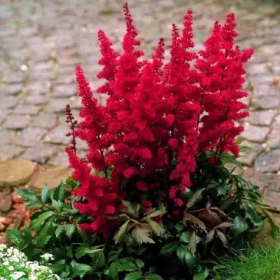 Астильба ГЛАТ Арендса в Могилёве