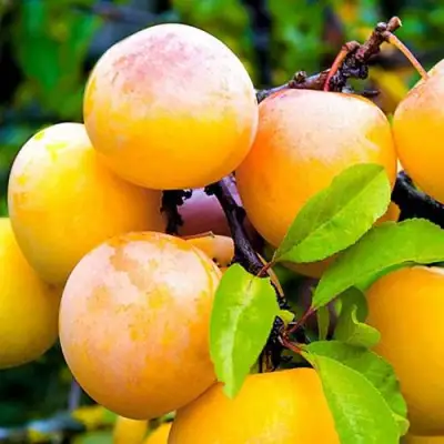 Слива МИНСКАЯ в Могилёве