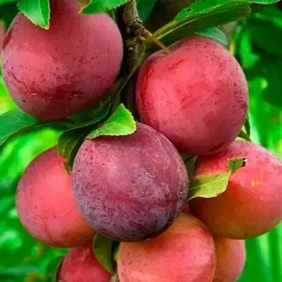 Слива КЛЕОПАТРА в Могилёве