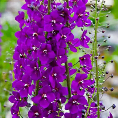 Коровяк ВИОЛЕТТА (вербаскум) в Могилёве