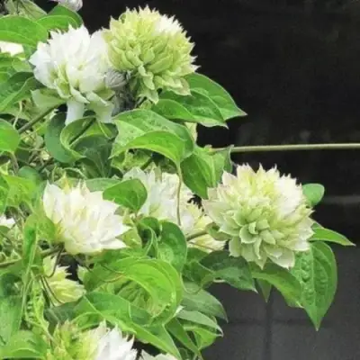 Клематис КОХАНА в Могилёве