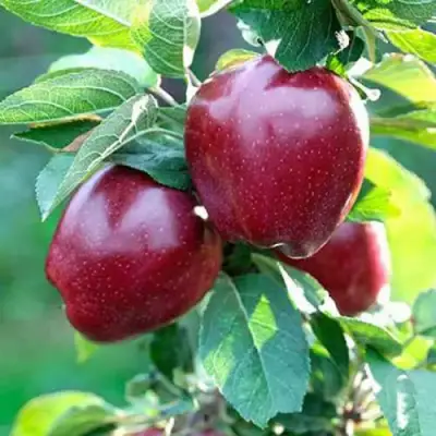 Яблоня РЕД ДЕЛИШЕС в Могилёве