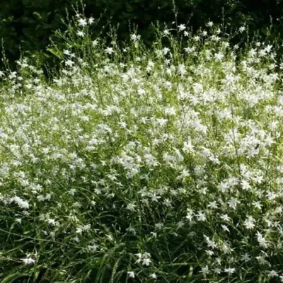 Венечник ветвистый в Могилёве