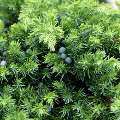 Можжевельник ШЛЯГЕР прибрежный в Могилёве