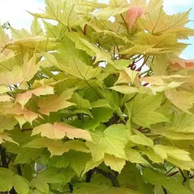 Клен ложноплатановый в Могилёве