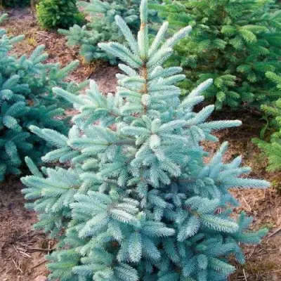 Ель КЕЙБАБ колючая в Могилёве