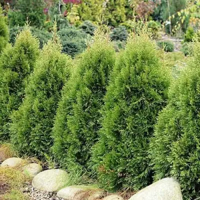 Туя СМАРАГД ВИТБОНТ западная в Могилёве