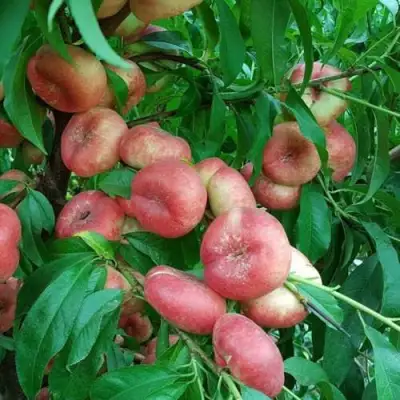 Нектарин КОНЦЕТТИНА в Могилёве