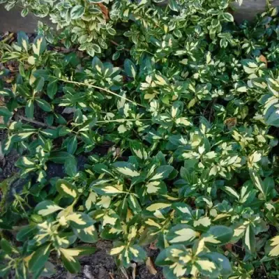 Бересклет САНСПОТ форчуна в Могилёве