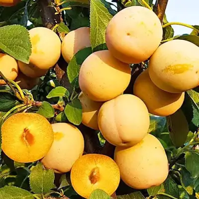 Слива РЕНКЛОД ранний в Могилёве