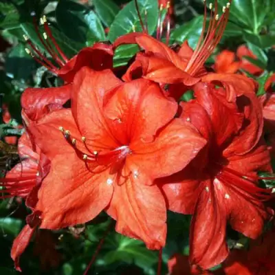 Азалия ДОЛОРОСО листопадная в Могилёве