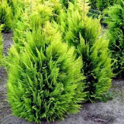 Кипарисовик ИВОНЕ лавсана в Могилёве