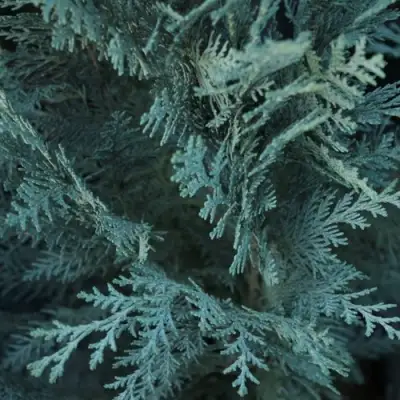 Кипарисовик ВАН ПЕЛЬТС БЛЮ лавсона в Могилёве