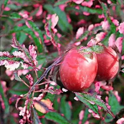 Слива ХЕССЕЙ декоративная в Могилёве