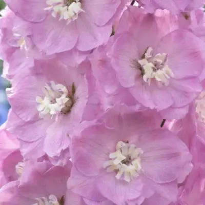 Дельфиниум ПЕТТИКОУТ гибридный в Могилёве