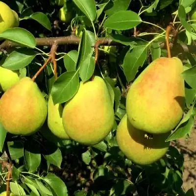 Груша ФЛЕЙТА в Могилёве