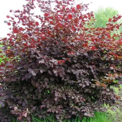 Фундук СИРЕНА в Могилёве