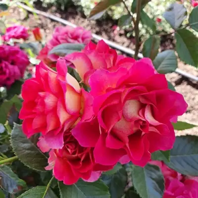 Роза БРЕРА флорибунда в Могилёве