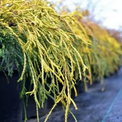 Кипарисовик ВАВЕЛ горохоплодный в Могилёве